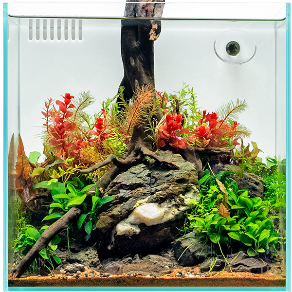 Planted aquascape with live plants, wood and stone