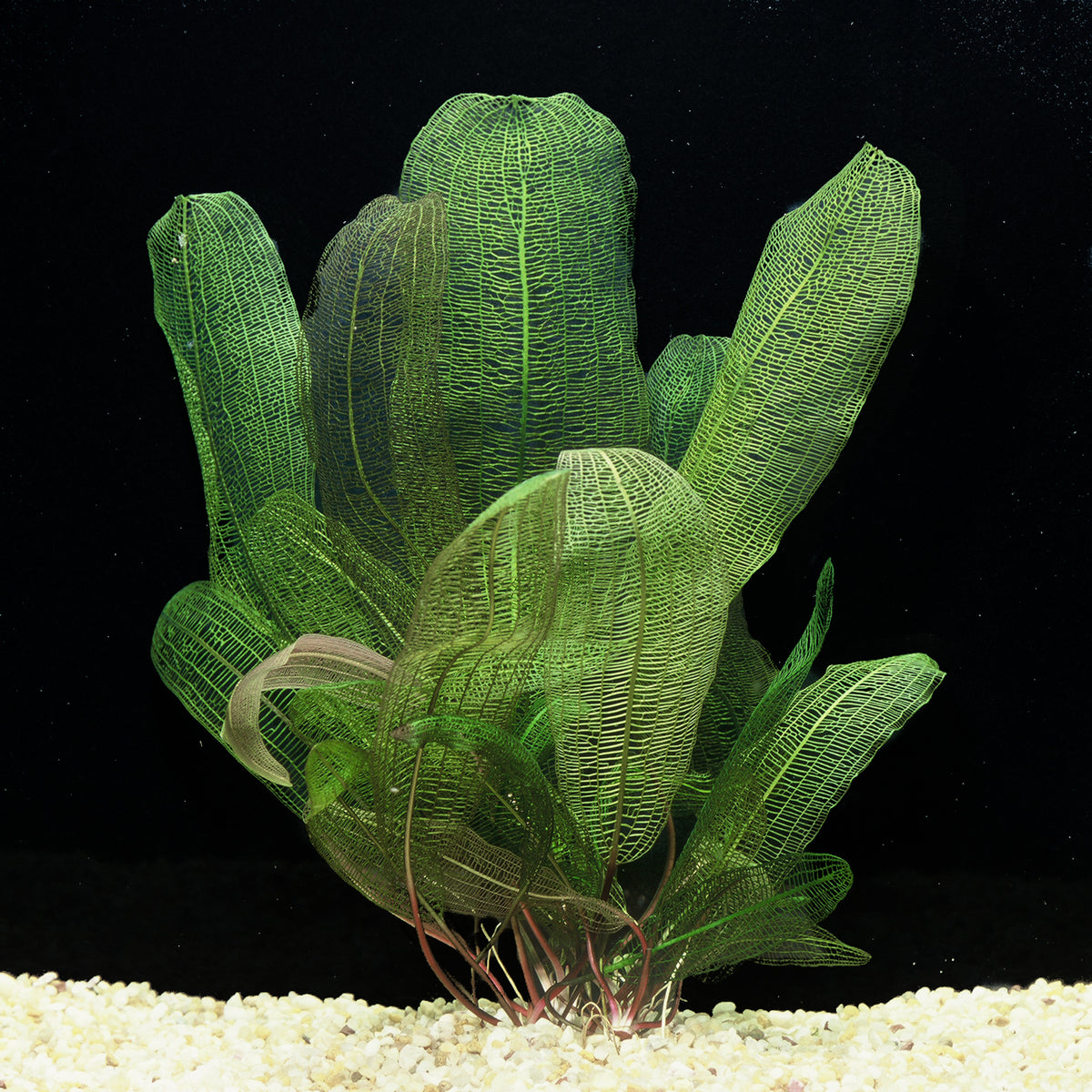 Madagascar Lace Plant – Nature Aquariums USA