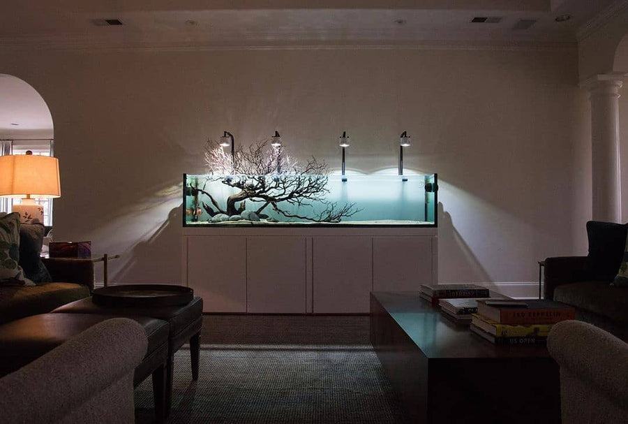 Freshwater aquarium with rock and driftwood hardscape