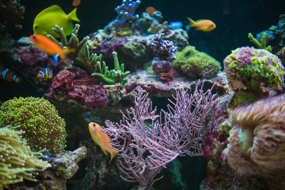 Reef aquarium with corals and marine fish