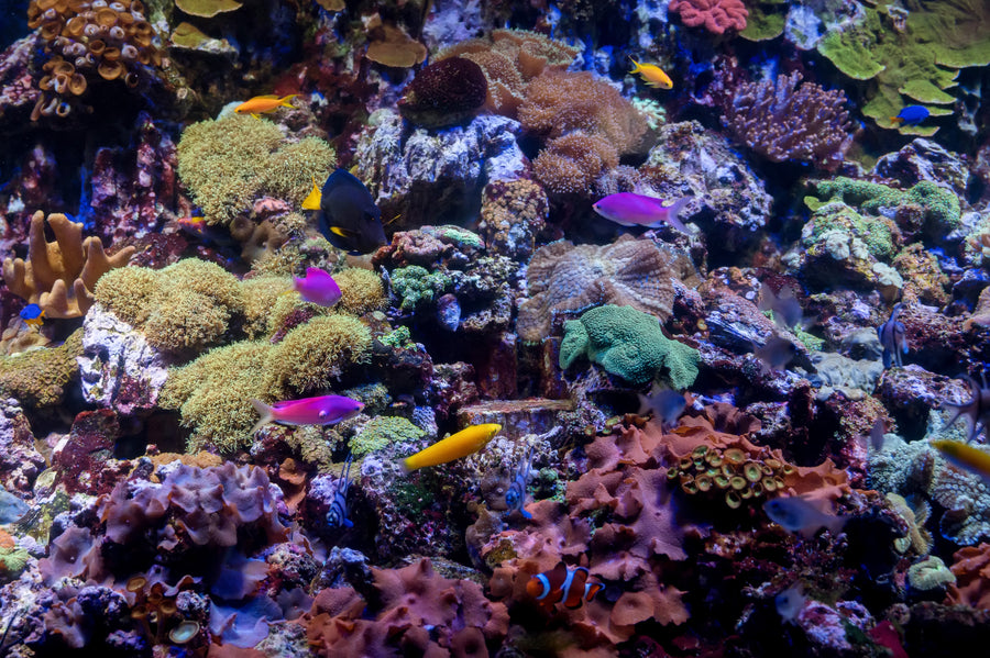 Coral reef with tropical fish