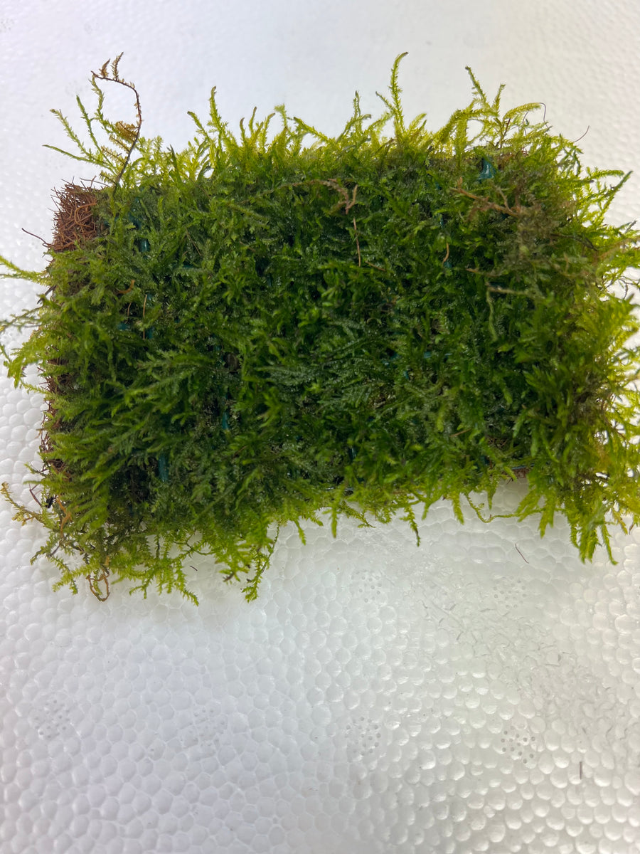 Java moss Matt Nature Aquariums USA