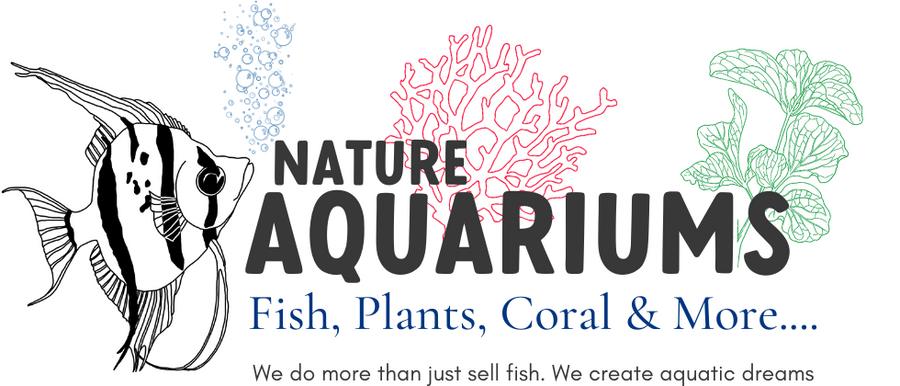 Nature Aquariums Located in Greater Fort Lauderdale, Florida. Providing Tropical Fish, Plants, Corals, Inverts and full range of supplies for a complete Aquarium Hobby Experience.