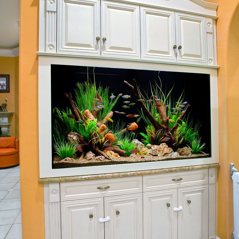 Freshwater community aquarium