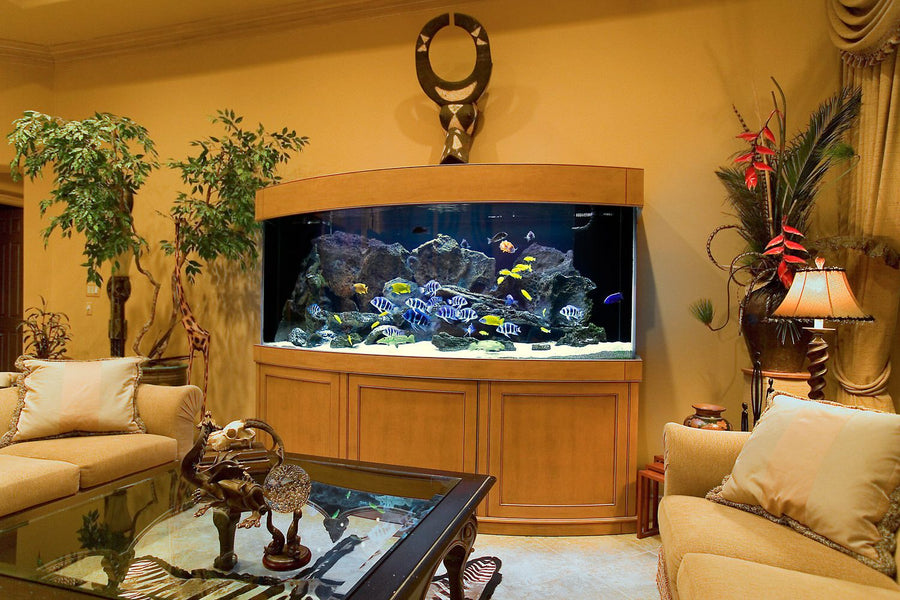 Large freshwater display aquarium