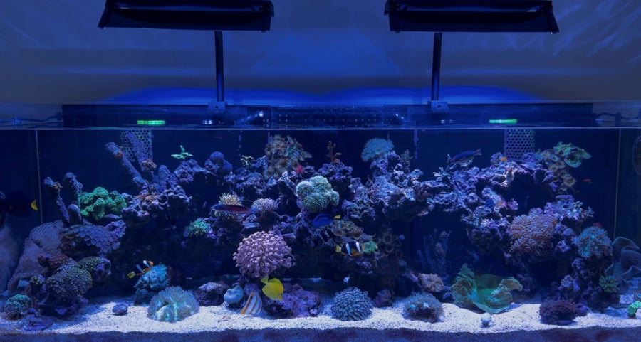Reef aquarium display