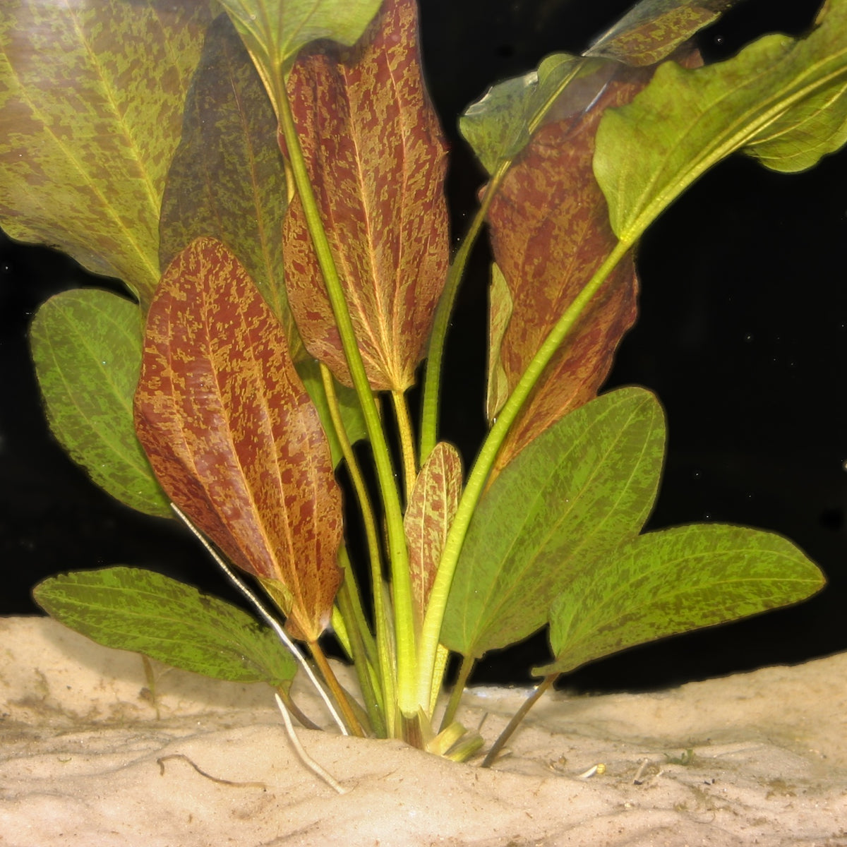 flaming sword plant RED FLAME SWORD (ECHINODORUS 