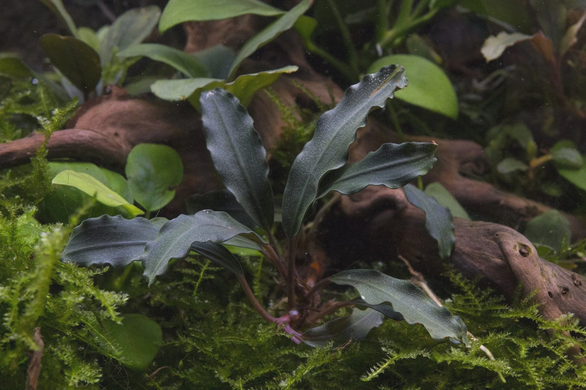 bucephalandra-red-blade-