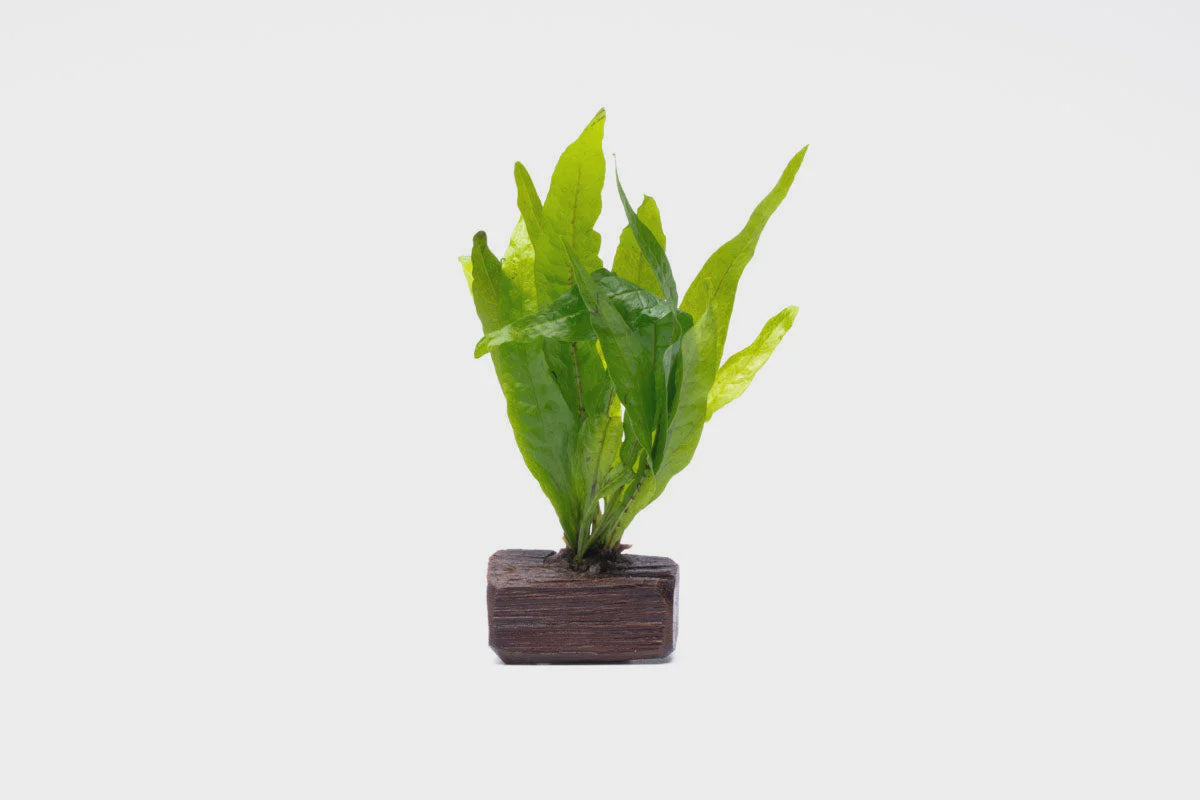Java Fern on Nano Wood Nature Aquariums USA