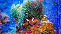 Optimal Reef Parameters