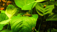 Here's a list of the most common mistakes fish owners make that cause health issues.
