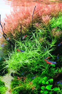 Planted Aquarium Fertilization.