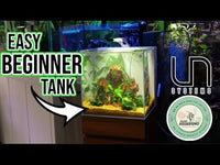 UNS 30A Budget Planted Guppy Tank