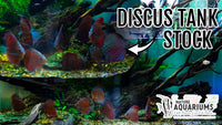 Discus Planted Tank Part 3 Adding Wild Hybrid Discus