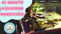 UNS 45S Riverbank Aquascape Rescape