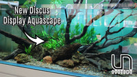 Huge Discus Planted Display Aquarium Part 1 with Hiep Hong
