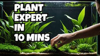 Aquarium Plants Don't Have to Be Hard — The Complete Beginner's Guide