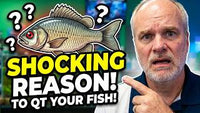 Why You Should Quarantine New Fish (The #1 Reason Will Surprise You)