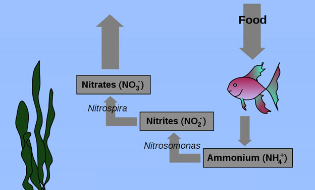 The Nitrogen Cycle Explained