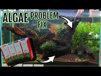 Algae Takeover Restoration Plan Part 1