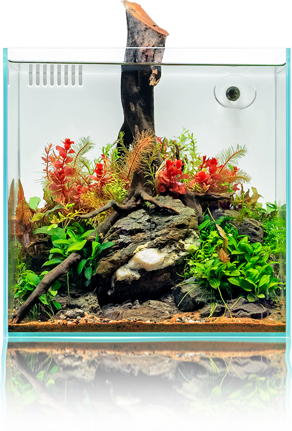 Planted aquascape with live plants, wood and stone