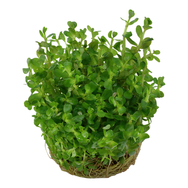 rotala bonsai emers Rotala indica Bonsai – Nature Aquariums USA