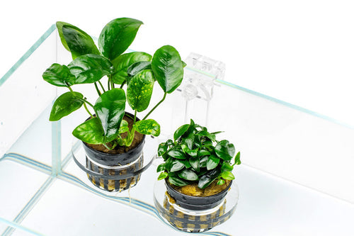 aquarium planting pots UNS Hydro Pot Holder, Medium