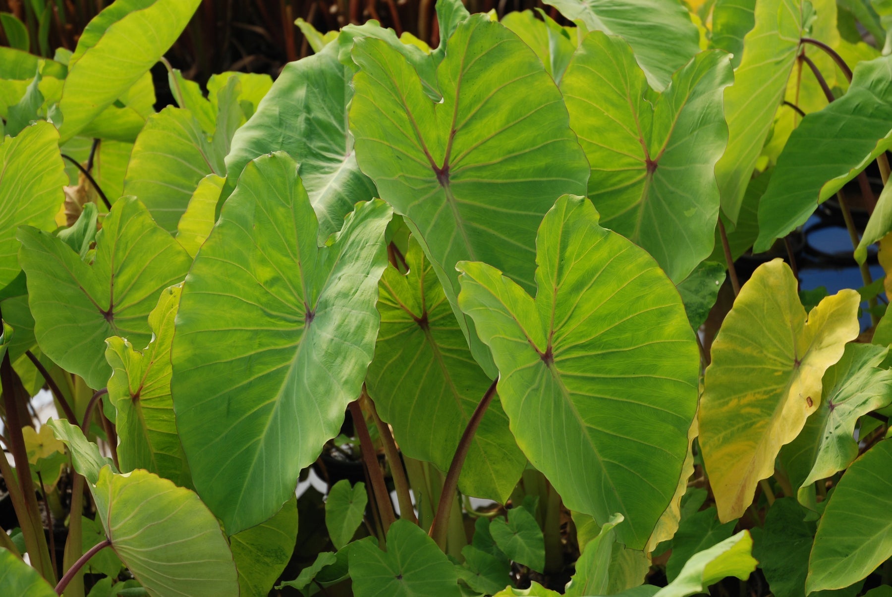 elena elephant ear plant YELLOW ELENA TARO PLANT – Nature Aquariums USA