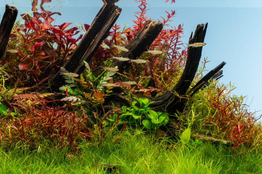 Nature-style planted aquarium