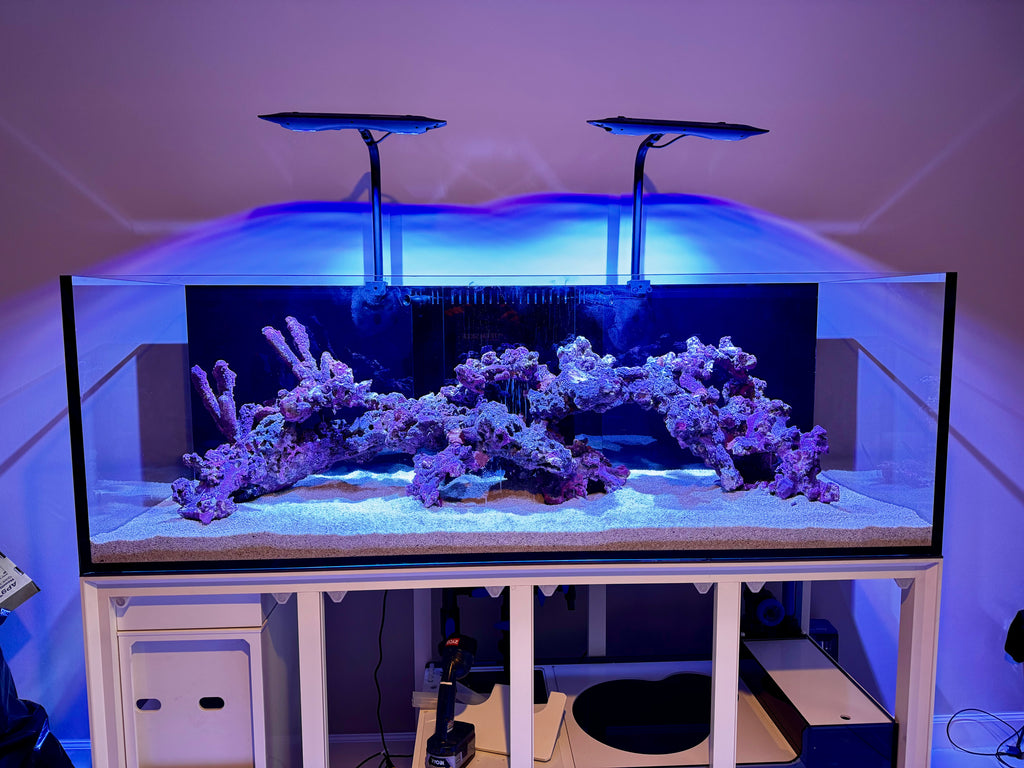 Planted Luxury Exotic Aquascapes – Custom Rimless Aquariums & Smart Au ...