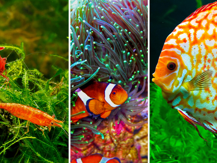 Freshwater fish, saltwater fish, corals and aquatic plants at Nature Aquariums