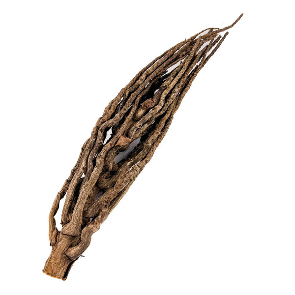 coconut palm blossom Coconut Palm Flower Stock – Nature Aquariums USA