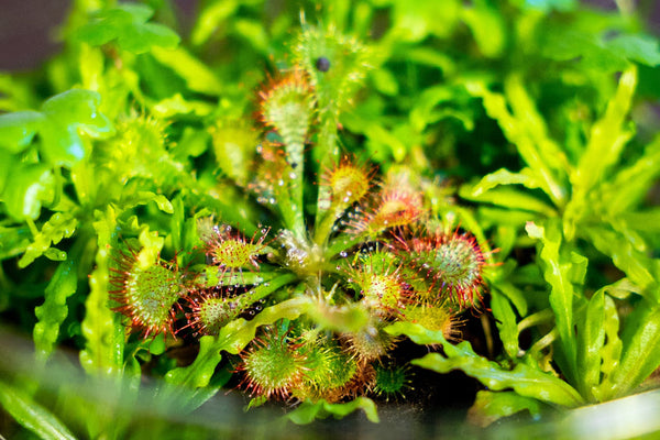 drosera-rotundifolia-aquatic-