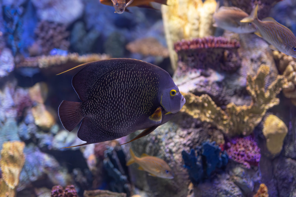 French angelfish swimming over rockwork in a marine aquarium