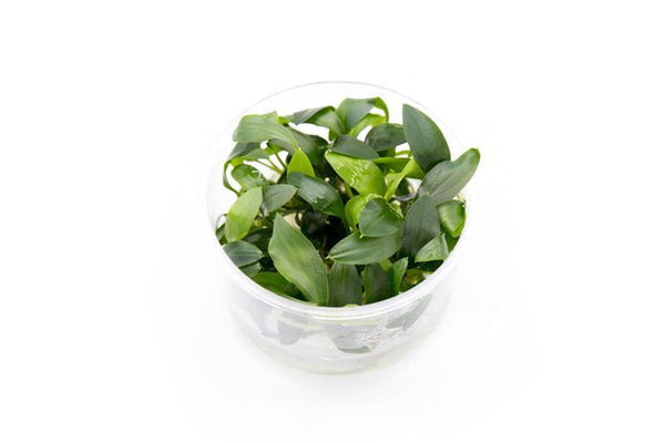 Homalomena Sp Sekadau South Tissue Culture – Nature Aquariums USA
