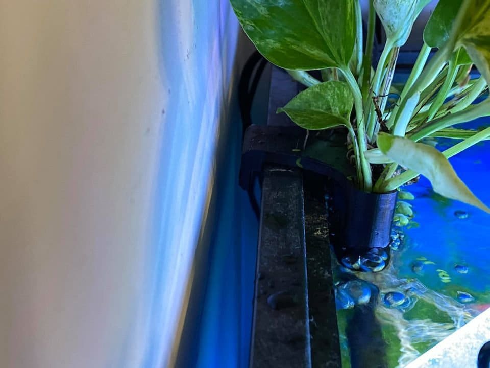 pothos aquarium holder Original: Aquarium Rim Pothos Holder – Nature Aquariums USA