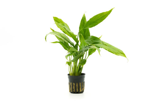 peace lily aquarium plant Spathiphyllum Wallishi