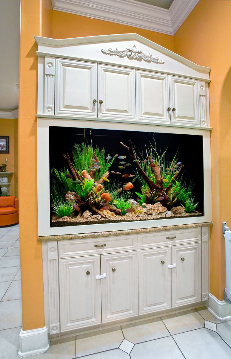 Freshwater community aquarium