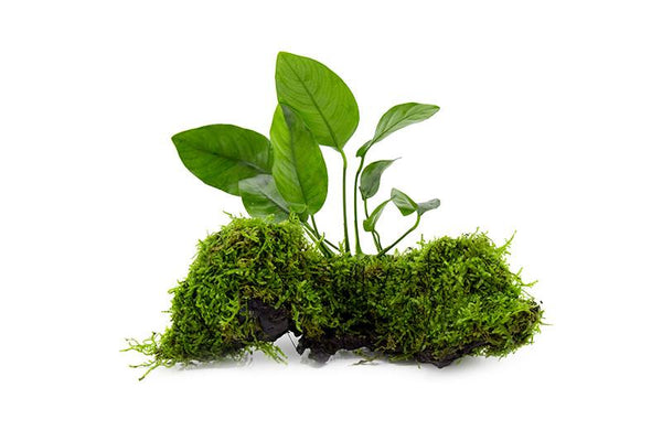olivenbaum welche erde Green Home Olivenbaumerde & Oleandererde