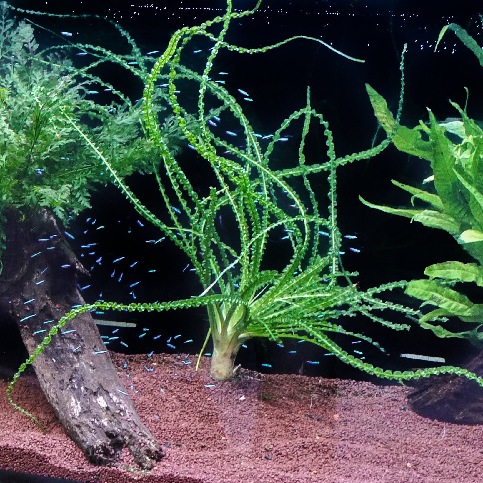 chlorophytum comosum aquarium Bubba's Plants Crinum calamistratum