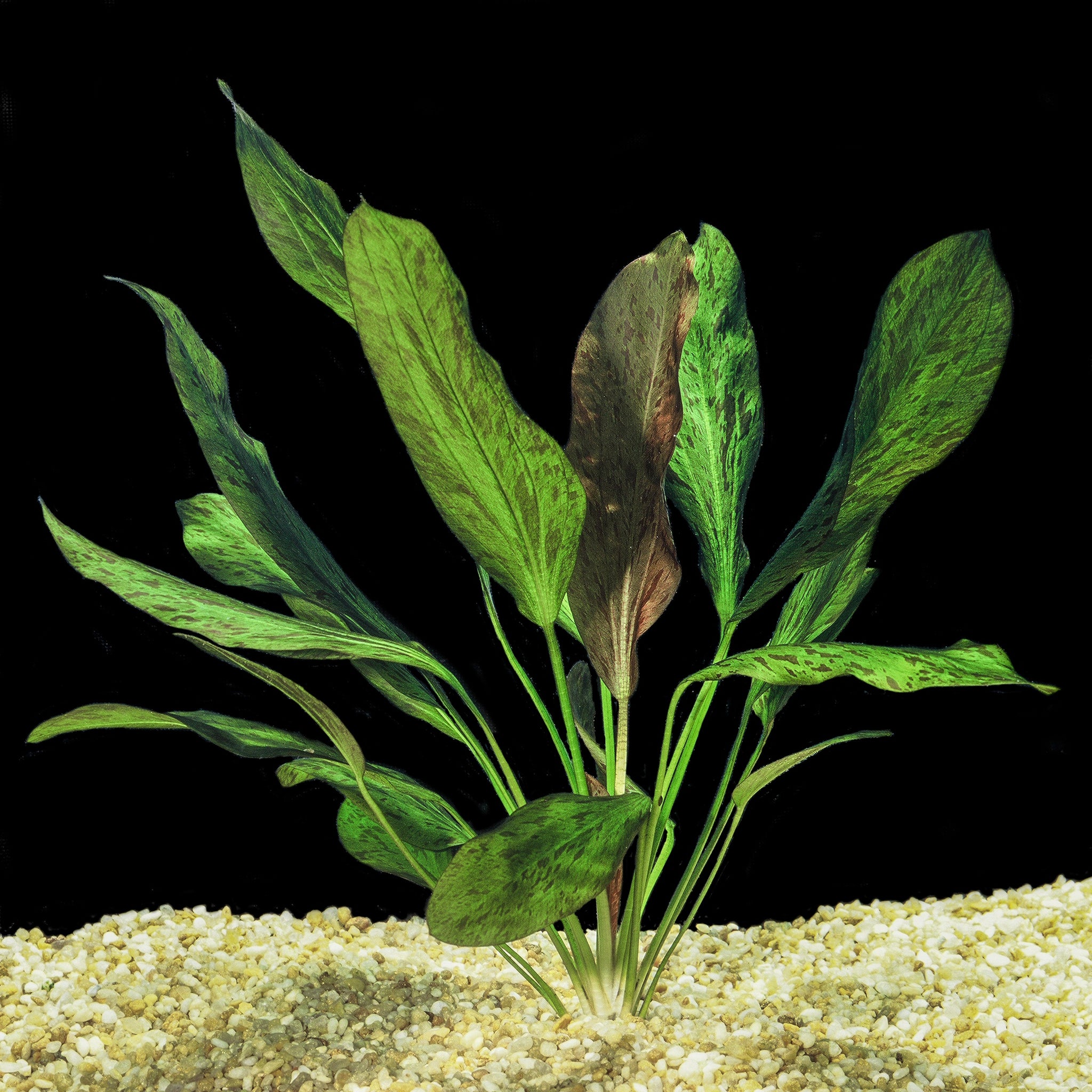 OZELOT SWORD MOTHER POT – Nature Aquariums USA