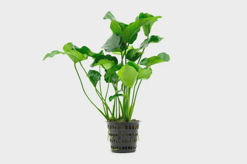 aquarium pot plants Anubias Nana Mother Pot – Nature Aquariums USA