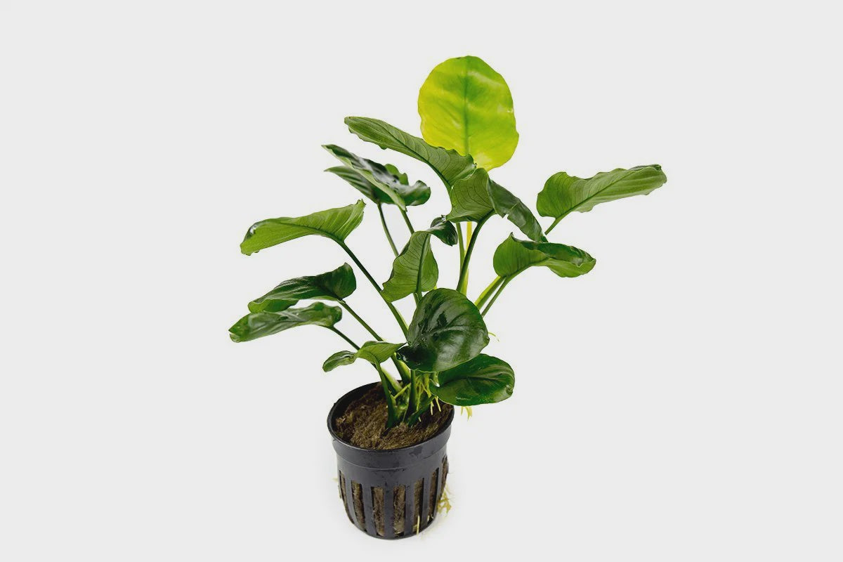 Anubias Barteri Round 'Golden Coin' – Nature Aquariums USA