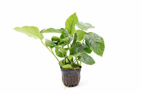Anubias Barteri Var 'Nana' Bonsai – Nature Aquariums USA