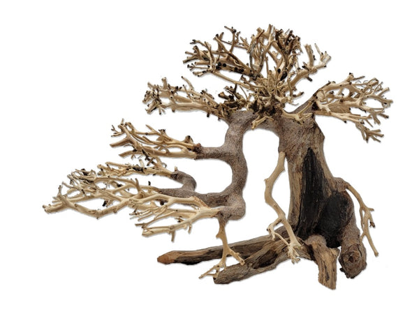 bonsai dragon Dragon Bonsai – Nature Aquariums USA