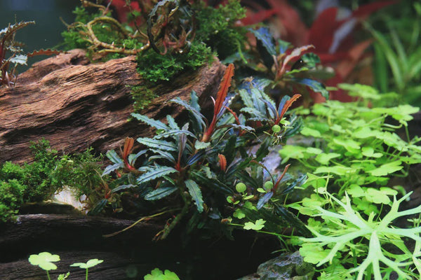 Bucephalandra Velvet 3 Color – Nature Aquariums USA