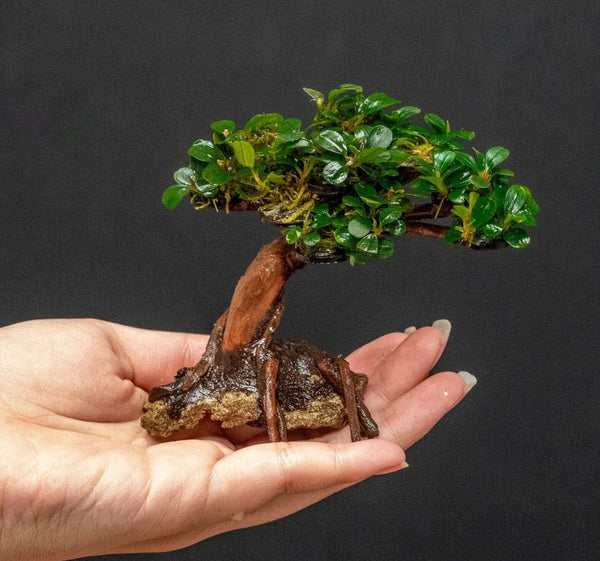 Mixed Bucephalandra on Bonsai – Nature Aquariums USA
