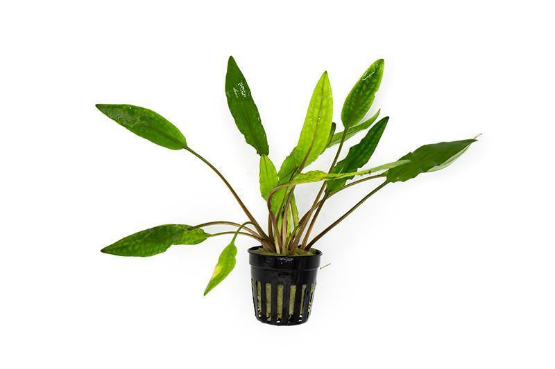 Cryptocoryne Sri Lanka – Nature Aquariums USA