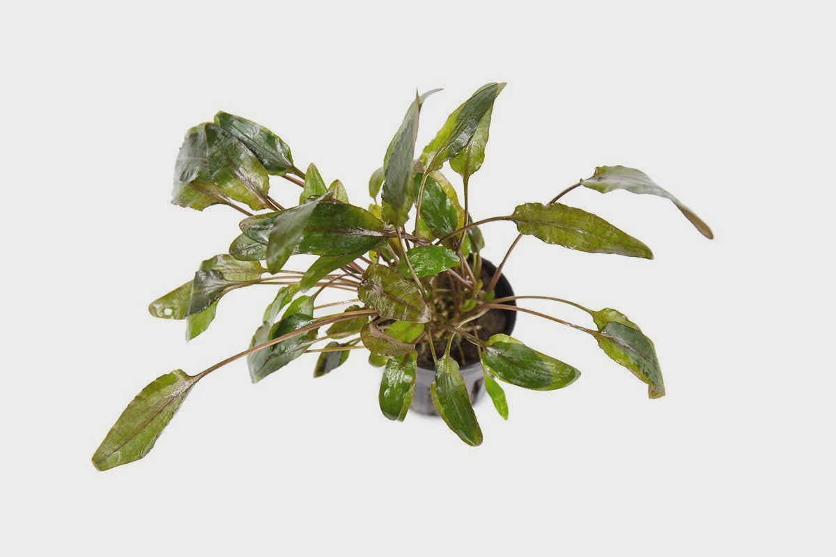Cryptocoryne Wendtii Brown — Potted – Nature Aquariums USA