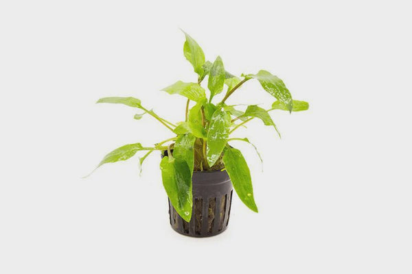 Cryptocoryne Wendtii Green – Nature Aquariums USA